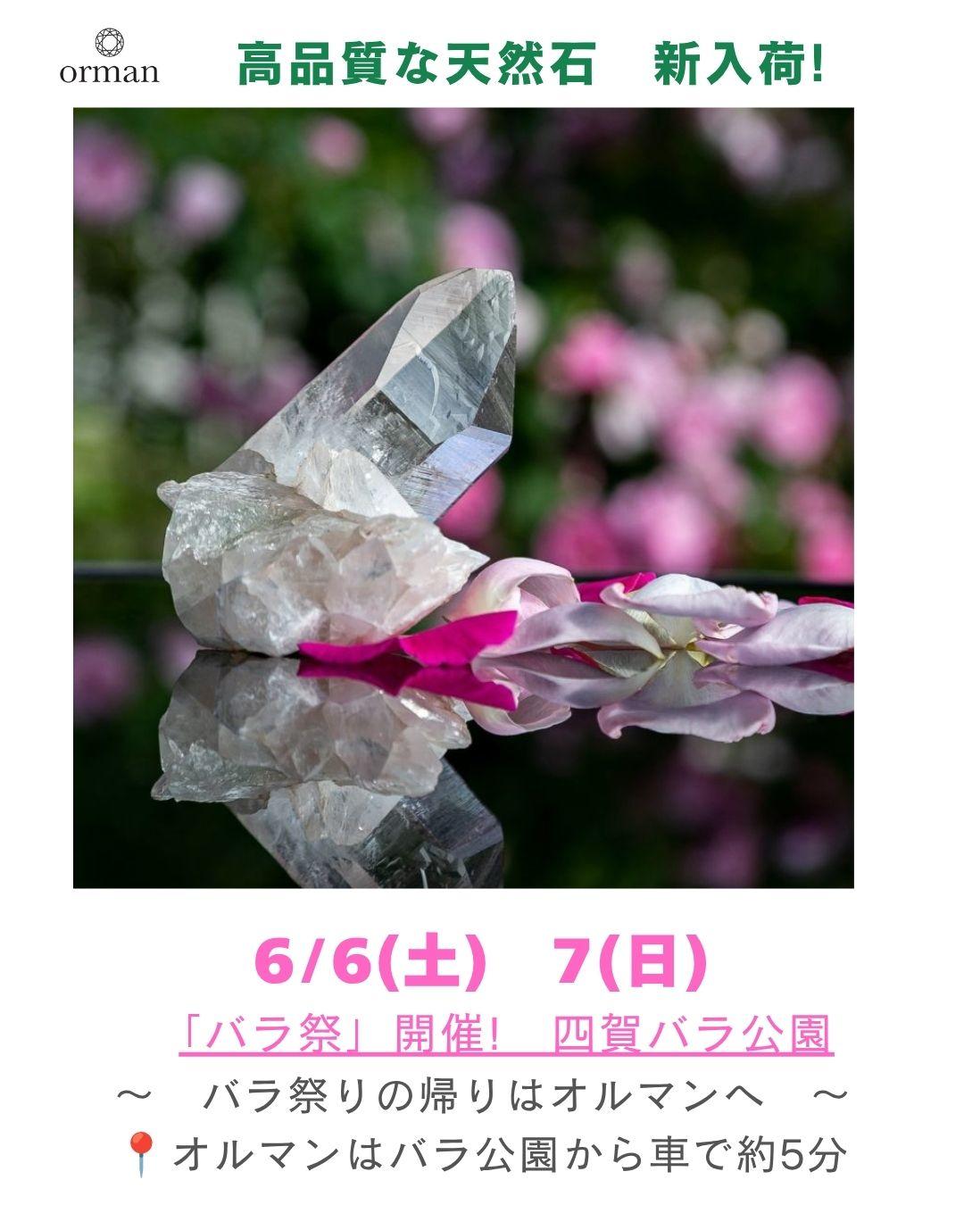 2026.6.5-バラ祭り.jpg