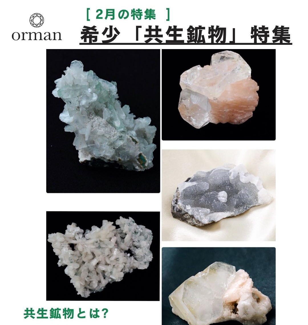 2026.2-共生鉱物特集案内-サイト用.jpg